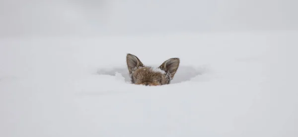Coniglio Neve Inverno Lepre — Foto Stock