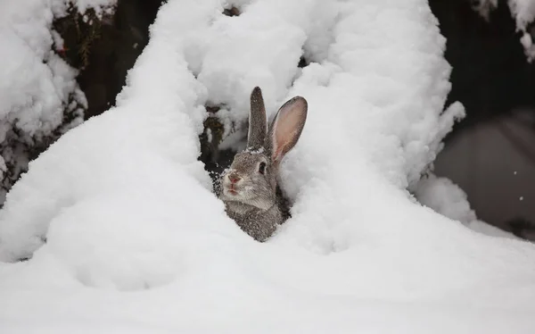 Coniglio Neve Inverno Lepre — Foto Stock
