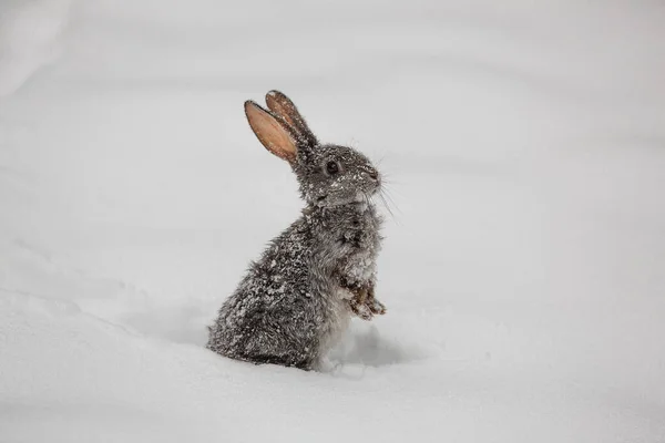 Заяц Стоит Снегу — стоковое фото