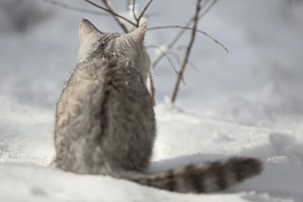 Neve Gatinho Gato Raça Escocês — Fotografia de Stock