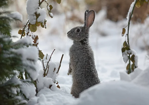 Снежный Кролик Зайчик Зимой — стоковое фото