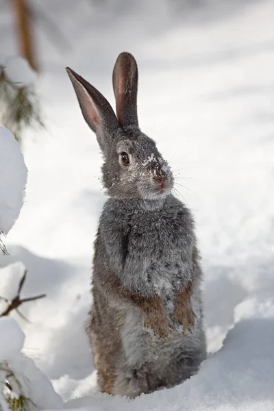 snow rabbit, hare winter