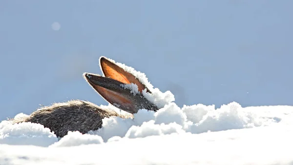 Hasenohren Schnee — Stockfoto