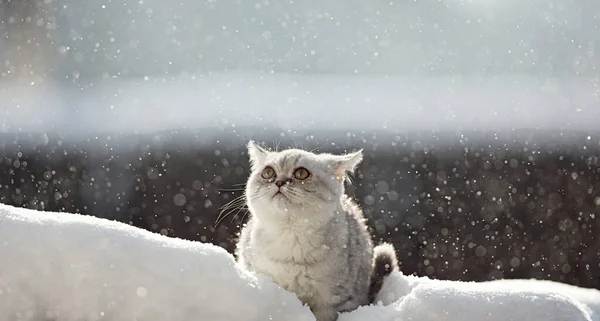 Snow Kitten Cat Breed Scottish — Stock Photo, Image