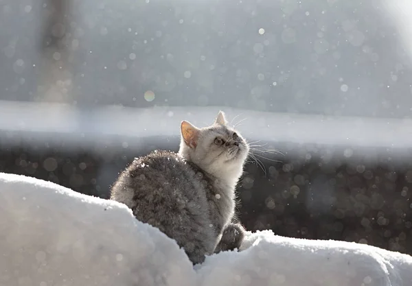 Schneekätzchen Katzenzucht Schottisch — Stockfoto