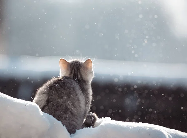 Снежный Котёнок Порода Кошек Шотландия — стоковое фото