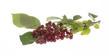 Beyaz arkaplanda kuş kirazlı dal