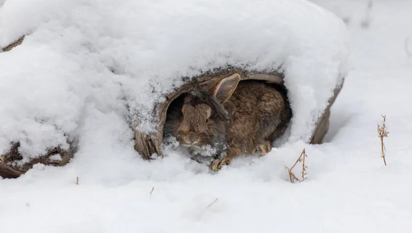 Divertente Lepre Marrone Nella Neve — Foto Stock