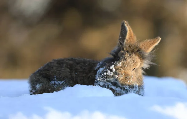 Lustige Braune Hasen Schnee — Stockfoto