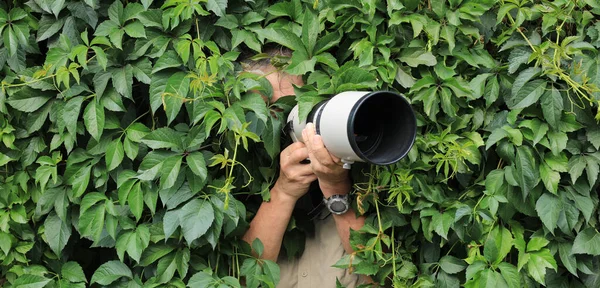 Φωτογράφος Κρύβεται Στα Φύλλα — Φωτογραφία Αρχείου