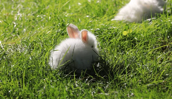 Маленький Белый Кролик Зеленом Поле — стоковое фото