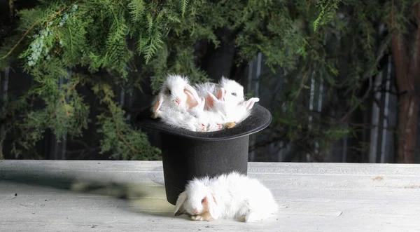 黒魔術師の帽子に白いウサギ — ストック写真