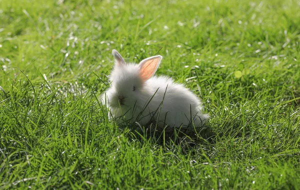 Маленький Белый Кролик Зеленом Поле — стоковое фото