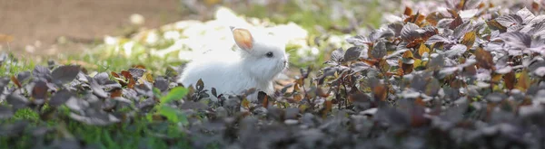 緑の野に白いウサギがいて — ストック写真