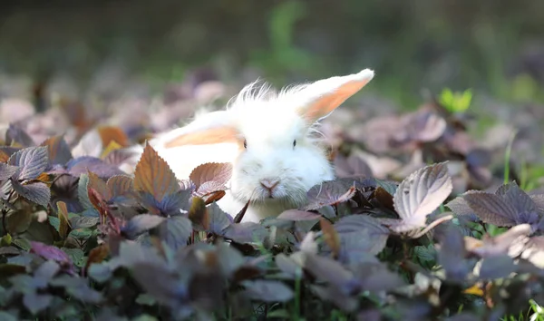 Little White Rabbit Green Field — Stock Photo, Image