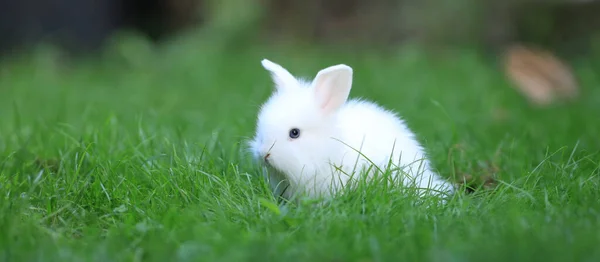 Kleines Weißes Kaninchen Einem Grünen Feld — Stockfoto