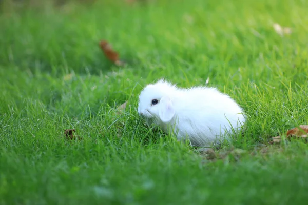 Yeşil Tarlada Küçük Beyaz Tavşan — Stok fotoğraf