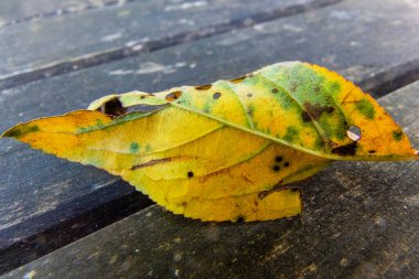 Renkli sonbahar renklerinde kiraz ağacının kurumuş yaprağı.