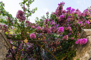 Mavi gökyüzüne karşı mavi buganvillelerle kaplanmış Masonluk