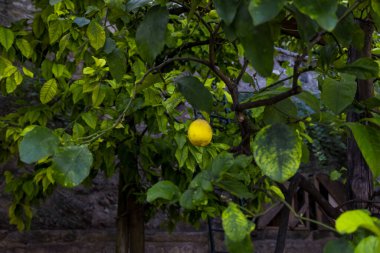 Gargnano 'da Garda Gölü' ndeki limon serasında limon ağaçları