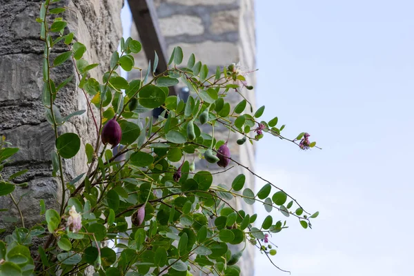 Baum Mit Grünen Blättern Und Früchten Auf Dem Dach — Stockfoto