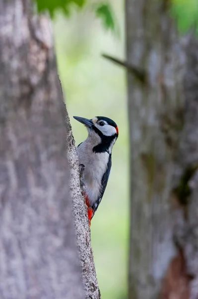 Pic Tacheté Est Assis Sur Arbre — Photo