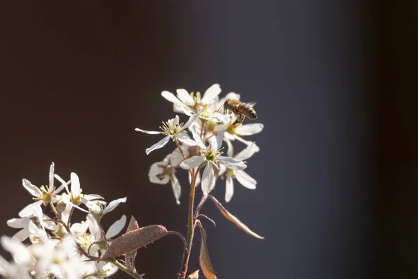Biene Auf Den Blüten Einer Weinenden Birne — Stockfoto