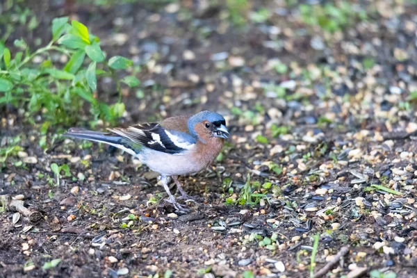 Chaffinch Kuş Beslenme Alanında Oturuyor — Stok fotoğraf
