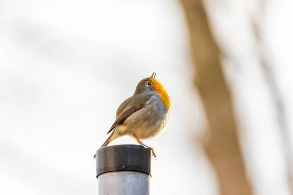 Ein Rotkehlchen Sitzt Auf Einem Metallzaun — Stockfoto