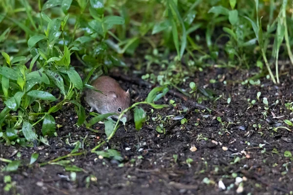 Vole Apoiado Pelo Vermelho Procura Alimentos Chão Sob Alimentador Aves — Fotografia de Stock