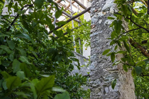 Lemon Trees Lemon Greenhouse Gargnano Lake Garda — Stock Photo, Image