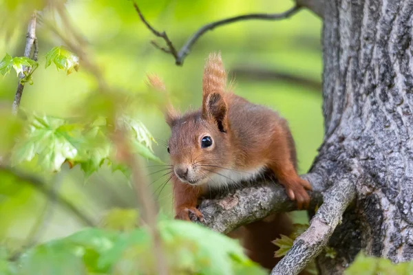 Een Eekhoorn Zit Tussen Groene Bladeren Een Tak — Stockfoto