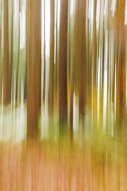 Bulanık yaprak kaplanmış orman yolu güneşli bir sonbahar gününde hareket bulanıklığıyla