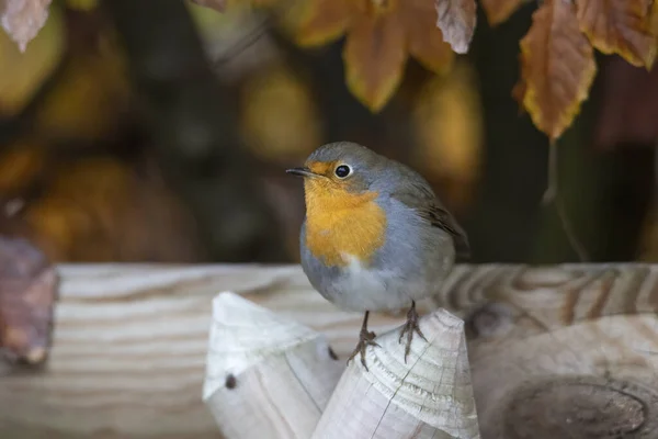 Robin Sits Wooden Fence — Stock Photo, Image