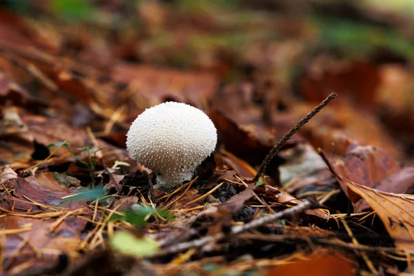 Common Puffball Forest Floor Autumn Leaves — Stock Photo, Image