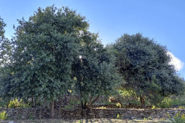 Sun Shines Foliage Old Olive Trees Terraced Garden Island Elba — Zdjęcie stockowe