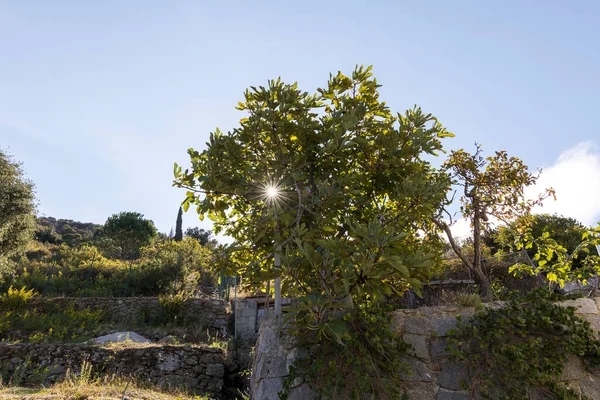 Sol Brilla Través Las Ramas Una Higuera Jardín Paredes Piedra —  Fotos de Stock