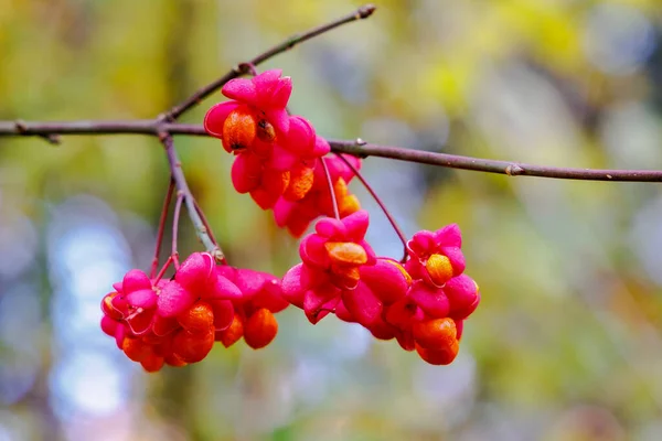 European Spindle Fruits Hanging Branch Autumn Blurred Bokeh Background — Stock Photo, Image