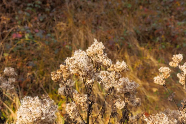 Gedroogde Bloem Umbels Herfst Aan Kant Van Weg — Stockfoto