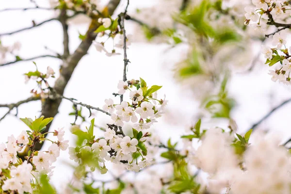 Flowering Branches Sour Cherry Tree White Flowers — Stock Photo, Image