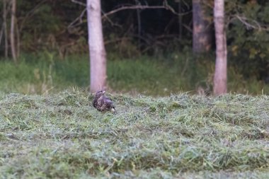 Çayırda şahin avı.