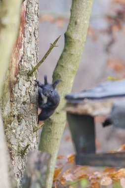 Ormandaki ağaçta bir sincap oturuyor.