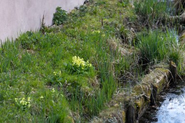 Unterwittelsbach Kalesi 'nin göletinin kenarındaki sığır kayığı.