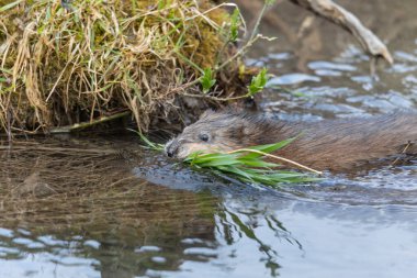 Nehrin kıyısında yiyecek arayan genç bir misk faresi.