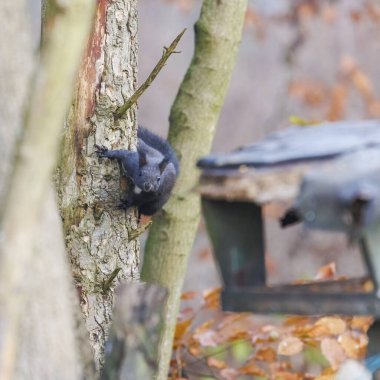 Ormandaki ağaçta bir sincap oturuyor.