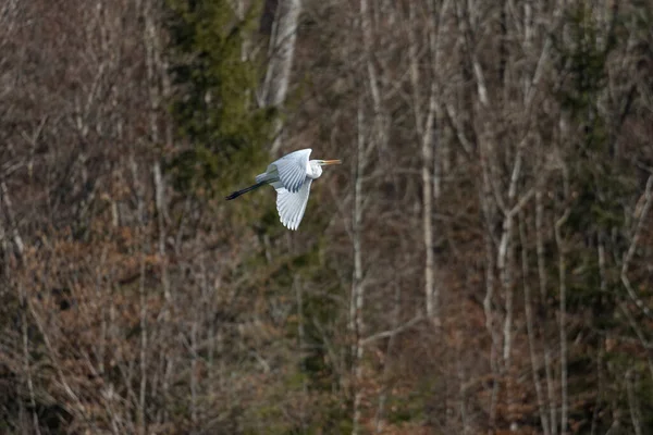 Grande Egret Branco Voando Sobre Borda Floresta — Fotografia de Stock
