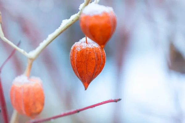 Oranje Vruchtlichamen Van Een Lampion Bloem Winter Een Plant — Stockfoto