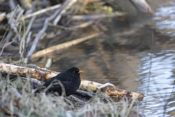 Ein Amselmännchen Sitzt Auf Einem Ast Wald — Stockfoto