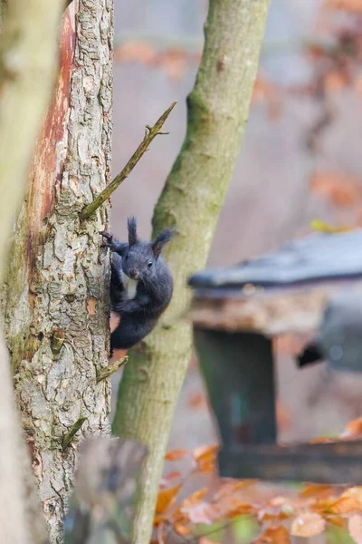 Ein Eichhörnchen Auf Dem Baum Wald — Stockfoto