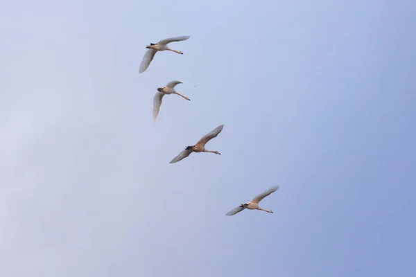 Quatre Jeunes Cygnes Volant Formation Dans Ciel — Photo